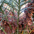 Dates Palm Processing Machine With Turn Key Solution